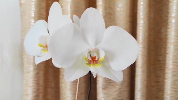 Bellissimi Fiori Orchidea Bianca Naturale Vicino Uno Sfondo Marrone — Video Stock