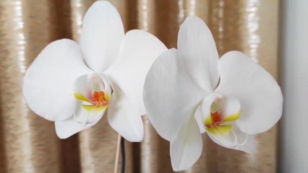 Flores Brancas Bonitas Naturais Orchid Perto Acima Fundo Marrom — Vídeo de Stock