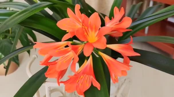 Natuurlijke Mooie Oranje Lelie Bloemen Close Een Achtergrond Van Groene — Stockvideo