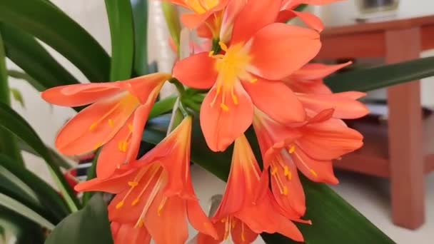 Natuurlijke Mooie Oranje Lelie Bloemen Close Een Achtergrond Van Groene — Stockvideo