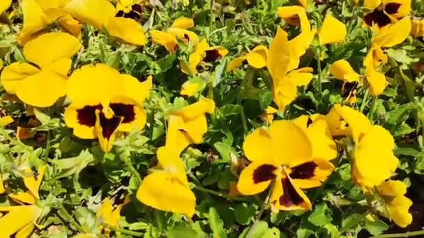 Pequenas Flores Amarelas Bonitas Pálidas Fundo Folhas Verdes Gramado Parque — Vídeo de Stock