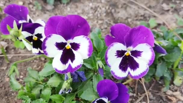 Beautiful Little Purple Flowers Pansies Background Green Leaves Lawn Park — Stock Video