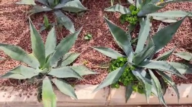  Parkın çimlerinde uzun yaprakları olan yeşil aloe kaktüsü.