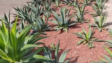  Parkın çimlerinde uzun yaprakları olan yeşil aloe kaktüsü.