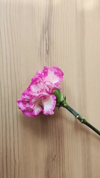 棕色木制背景的天然美丽的粉红色康乃馨花 — 图库视频影像