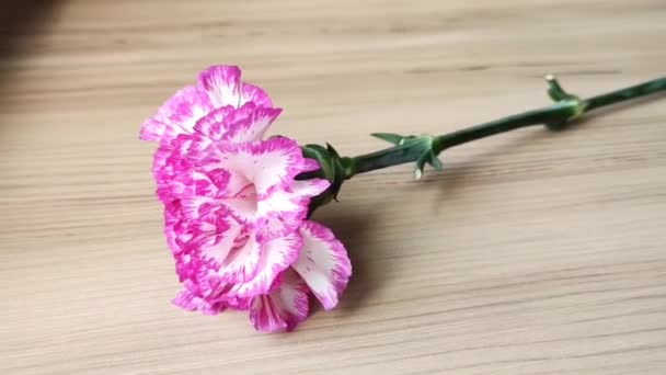 Натуральна Красива Рожева Квітка Гвоздики Коричневому Дерев Яному Фоні — стокове відео
