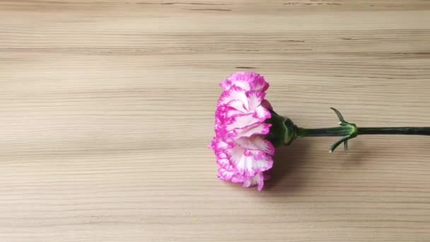 Bunga Anyelir Merah Muda Alami Dengan Latar Belakang Kayu Coklat — Stok Video