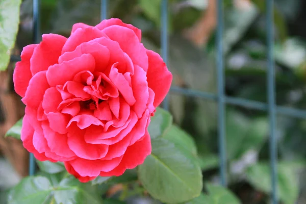 Naturalny Piękny Różowy Kwiat Róży Tle Zielonych Liści — Zdjęcie stockowe