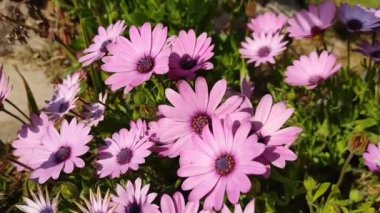 Pembe papatya çiçekleri, yeşil yapraklı takvim.