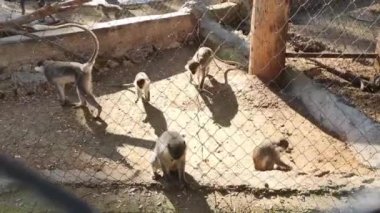 Vahşi kahverengi maymunlar hayvanat bahçesinde oynuyorlar.