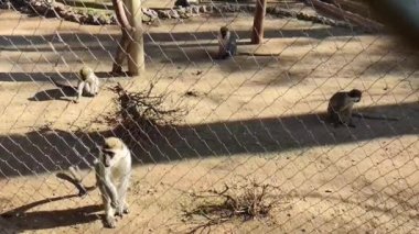 Vahşi kahverengi maymunlar hayvanat bahçesinde oynuyorlar.
