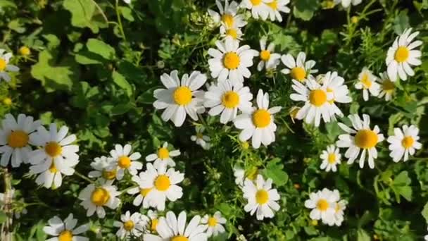 Naturalne Piękne Kwiaty Białego Rumianku Nagietek Tle Zielonych Liści — Wideo stockowe