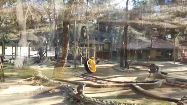 野生棕色猴子在动物园的圈子里玩耍 — 图库视频影像