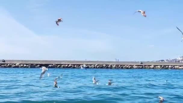 Gaivotas Brancas Voam Sobre Costa Mar Azul — Vídeo de Stock