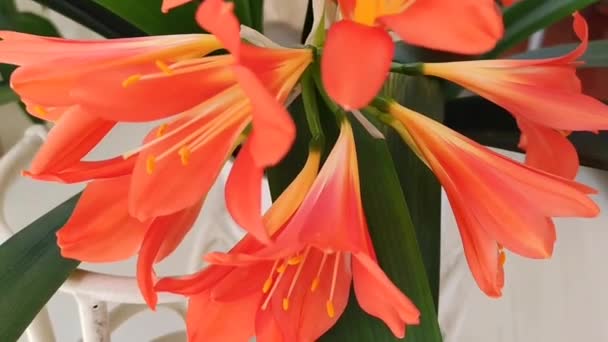Naturalne Piękne Pomarańczowe Kwiaty Lilii Tle Zielonych Liści — Wideo stockowe