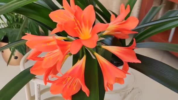 Natural Beautiful Orange Lily Flowers Background Green Leaves — Stock Video