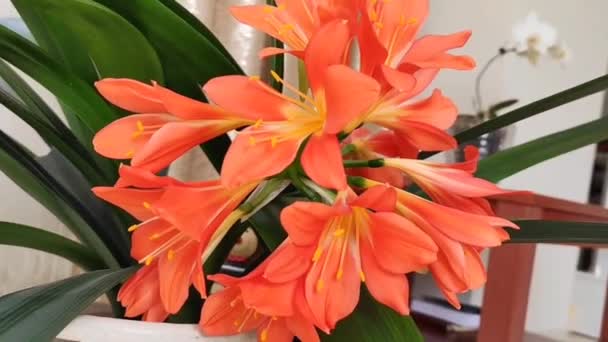 自然美丽的橘红色百合花 背景为绿叶 — 图库视频影像