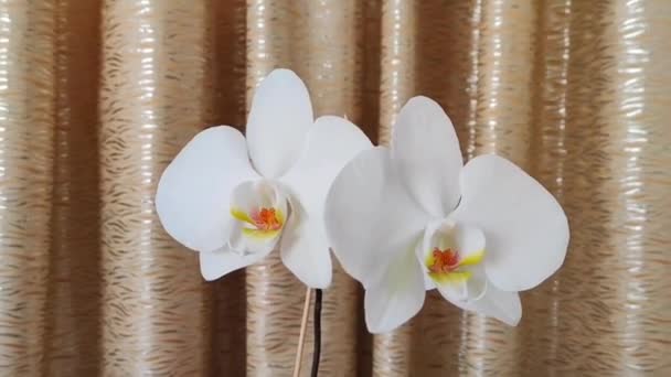Flores Brancas Bonitas Naturais Orchid Fundo Amarelo — Vídeo de Stock
