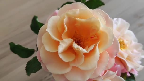 Природні Красиві Жовті Троянди Зеленим Листям Крупним Планом — стокове відео
