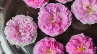 Güzel doğal pembe gül çiçekleri