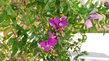 Yeşil yapraklardan oluşan arka planda doğal güzel pembe çiçekler