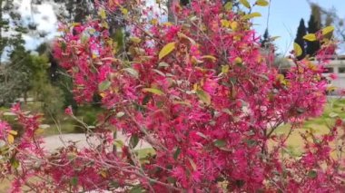 Yeşil yapraklardan oluşan arka planda doğal güzel pembe çiçekler