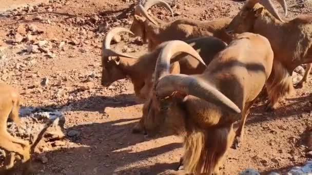 Búfalos Marrones Con Cuernos Caminan Comen Alimentos Recinto Del Zoológico — Vídeo de stock