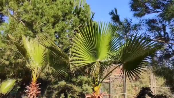 Grandes Ramos Uma Palmeira Verde Com Folhas Espinhosas Oscila Vento — Vídeo de Stock