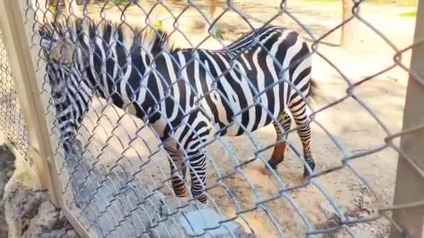 Una Zebra Strisce Bianche Nere Cammina Nel Recinto Dello Zoo — Video Stock