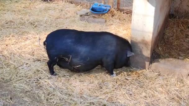 Black Wild Boar Walks Eats Food Zoo Enclosure — Stock Video