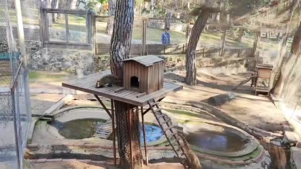 Brown Wild Nasua Walks Eats Food Zoo Enclosure — Stock Video
