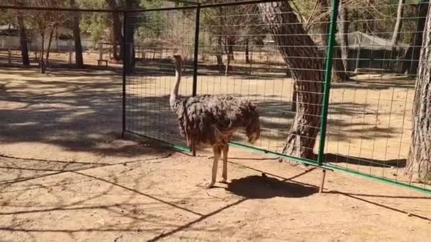 Avestruz Marrón Vivo Con Patas Largas Camina Recinto Del Zoológico — Vídeo de stock