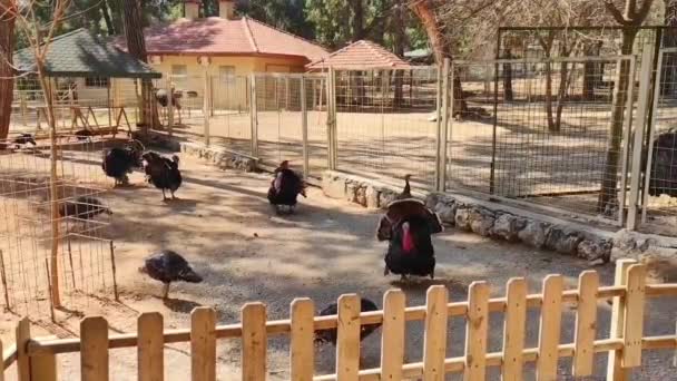Černý Krocaní Pták Krásným Ocasem Kráčí Zoologické Zahradě — Stock video