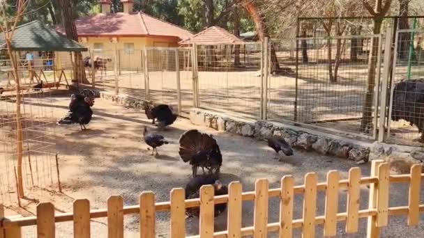 Ein Schwarzer Truthahnvogel Mit Einem Schönen Schwanz Spaziert Durch Das — Stockvideo