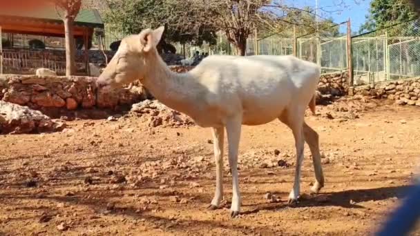 노란색 Antelopes 동물원 인클로저에서 — 비디오