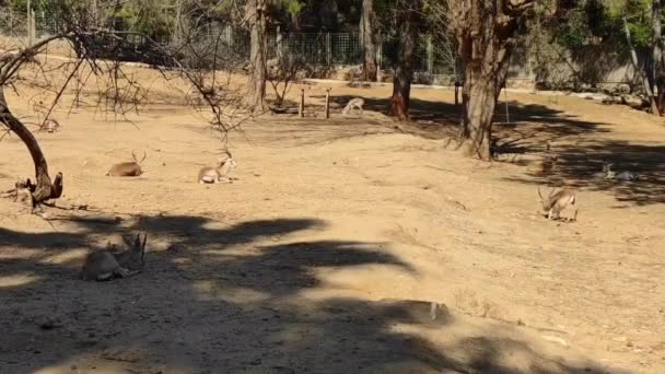 Vackra Gula Antiloper Djurparken Hölje — Stockvideo