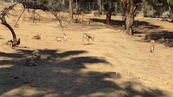 Schöne Gelbe Antilopen Spazieren Zoo Gehege — Stockvideo
