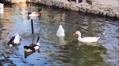 Beyaz ve siyah ördekler şehir parkında temiz bir gölette yüzerler.