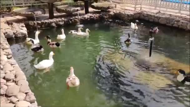 Bebek Putih Dan Hitam Berenang Kolam Bersih Taman Kota — Stok Video