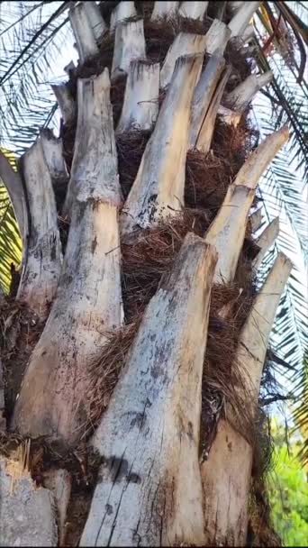 Сухой Серый Ствол Тропической Пальмы Острыми Ветвями Листьями — стоковое видео