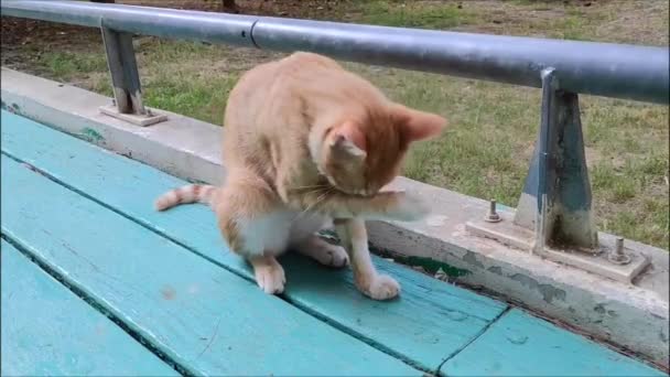 Egy Koszos Vörös Hajú Utcai Macska Természetben Mossa Arcát — Stock videók