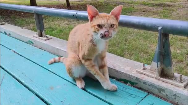 Brudny Rudy Ulica Chory Kot Siedzi Przyrodzie — Wideo stockowe