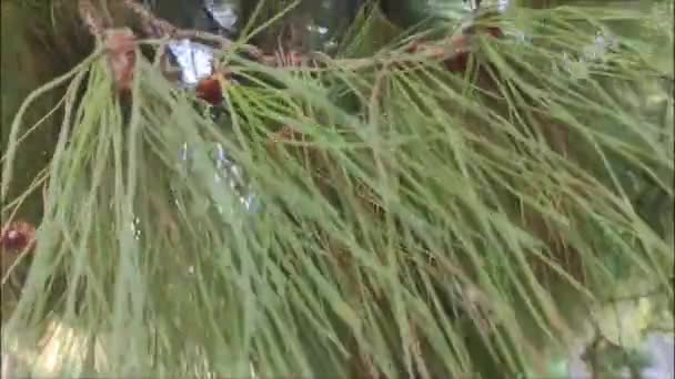 Колючие Ветви Зеленой Натуральной Сосны — стоковое видео