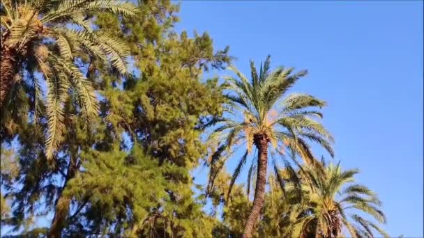 Hermosas Palmeras Verdes Árboles Contra Cielo Azul — Vídeos de Stock