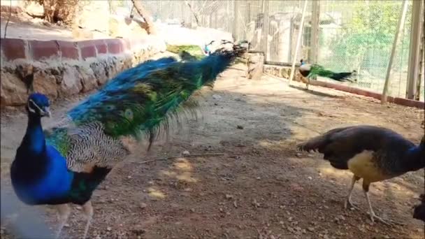 Beautiful Colorful Bright Peacock Walks Zoo Enclosure — Stock Video