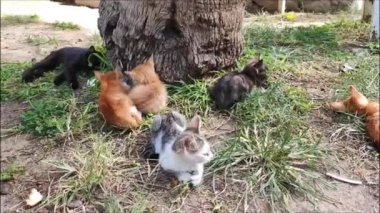 Küçük sokak kedisi yavruları şehir parkındaki çimlerin üzerinde dinlenir ve uyur.