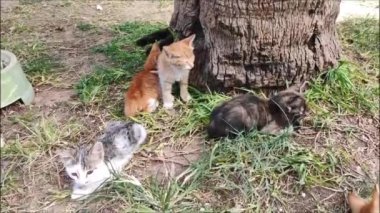 Küçük sokak kedisi yavruları şehir parkındaki çimlerin üzerinde dinlenir ve uyur.