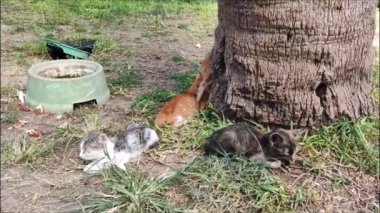 Küçük sokak kedisi yavruları şehir parkındaki çimlerin üzerinde dinlenir ve uyur.