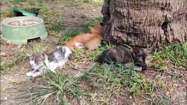Маленькі Вуличні Коти Відпочивають Сплять Траві Міському Парку — стокове відео