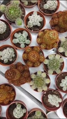 Vitrindeki saksılarda doğal yeşil dikenli kaktüsler.